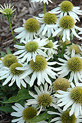 Snow Cone Coneflower (Echinacea 'Snow Cone') at Lakeshore Garden Centres