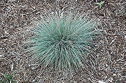 Rainbow Tufted Fescue (Festuca amethystina 'Rainbow') at Lakeshore Garden Centres
