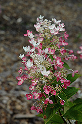 Tickled Pink Hydrangea (Hydrangea paniculata 'HYPMAD II') at Lakeshore Garden Centres
