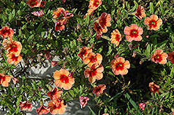 Isabells Coral Reef Calibrachoa (Calibrachoa 'Isabells Coral Reef') at Lakeshore Garden Centres
