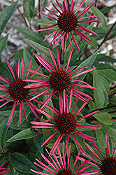 Burgundy Fireworks Coneflower (Echinacea 'Burgundy Fireworks') at Lakeshore Garden Centres
