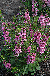 Angelface Deep Pink Angelonia (Angelonia angustifolia 'Angelface Deep Pink') at Lakeshore Garden Centres