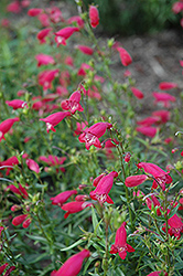 Carillo Red Beard Tongue (Penstemon x mexicali 'Carillo Red') at Lakeshore Garden Centres