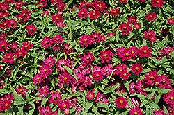 UpTown Grape Zinnia (Zinnia 'UpTown Grape') at Lakeshore Garden Centres