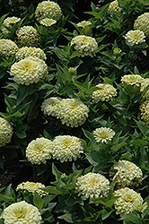 White Wedding Zinnia (Zinnia 'White Wedding') at Lakeshore Garden Centres