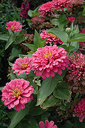 Champagne Toast Zinnia (Zinnia 'Champagne Toast') at Lakeshore Garden Centres