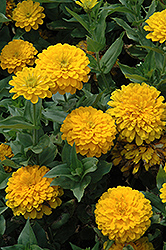 Bridesmaid Zinnia (Zinnia 'Bridesmaid') at Lakeshore Garden Centres