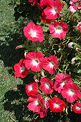 Flash Mob Redtastic Petunia (Petunia 'Flash Mob Redtastic') at Lakeshore Garden Centres