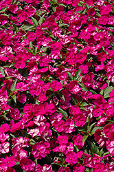 Fanfare Fuchsia Impatiens (Impatiens 'Fanfare Fuchsia') at Lakeshore Garden Centres