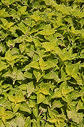 Electric Lime Coleus (Solenostemon scutellarioides 'Electric Lime') at Lakeshore Garden Centres