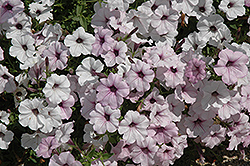 Tidal Wave Silver Petunia (Petunia 'Tidal Wave Silver') at Lakeshore Garden Centres