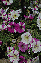 Blue A Fuse Petunia (Petunia 'Blue A Fuse') at Lakeshore Garden Centres