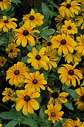 Tiger Eye Gold Coneflower (Rudbeckia hirta 'Tiger Eye Gold') at Lakeshore Garden Centres