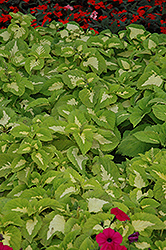 Kong Jr. Green Halo Coleus (Solenostemon scutellarioides 'Kong Jr. Green Halo') at Lakeshore Garden Centres