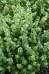 Aristotle Basil (Ocimum basilicum 'Aristotle') at Lakeshore Garden Centres