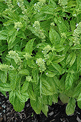 Sweet Nufar Basil (Ocimum basilicum 'Sweet Nufar') at Lakeshore Garden Centres