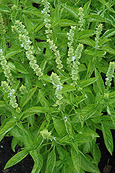 Sweet Mammoth Basil (Ocimum basilicum 'Sweet Mammoth') at Lakeshore Garden Centres