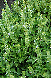 Floral Spires White Basil (Ocimum basilicum 'Floral Spires White') at Lakeshore Garden Centres