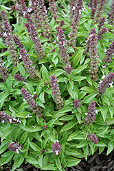 Floral Spires Lavender Basil (Ocimum basilicum 'Floral Spires Lavender') at Lakeshore Garden Centres