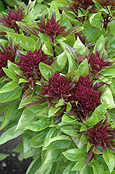 Cardinal Basil (Ocimum basilicum 'Cardinal') at Lakeshore Garden Centres