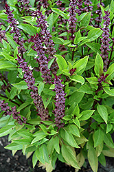 Queen Of Sheba Basil (Ocimum basilicum 'Queen Of Sheba') at Lakeshore Garden Centres