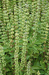 Sweet Dani Basil (Ocimum basilicum 'Sweet Dani') at Lakeshore Garden Centres