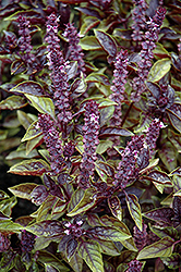 Red Rosie Basil (Ocimum basilicum 'Red Rosie') at Lakeshore Garden Centres