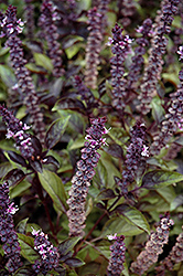 Red Rubin Basil (Ocimum basilicum 'Red Rubin') at Lakeshore Garden Centres
