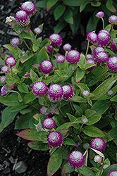 Audray Bicolor Rose Gomphrena (Gomphrena 'Audray Bicolor Rose') at Lakeshore Garden Centres