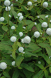 Audray White Gomphrena (Gomphrena 'Audray White') at Lakeshore Garden Centres