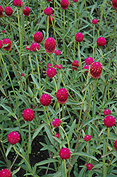 Qis Carmine Gomphrena (Gomphrena haageana 'Qis Carmine') at Lakeshore Garden Centres