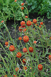 Qis Orange Gomphrena (Gomphrena haageana 'Qis Orange') at Lakeshore Garden Centres