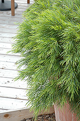 Cousin Itt Little River Wattle (Acacia cognata 'Mini Cog') at Lakeshore Garden Centres