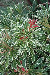 Fire 'n' Ice Japanese Pieris (Pieris japonica 'Fire 'n' Ice') at Lakeshore Garden Centres