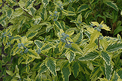 Summer Sorbet Caryopteris (Caryopteris x clandonensis 'Summer Sorbet') at Lakeshore Garden Centres