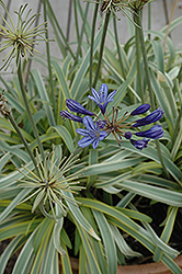 Gold Strike Agapanthus (Agapanthus 'Gold Strike') at Lakeshore Garden Centres