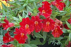 Sidewinder California Fuchsia (Epilobium canum 'Sidewinder') at Lakeshore Garden Centres