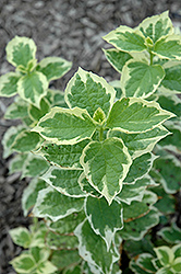 Icelandic Mockorange (Philadelphus coronarius 'Icezam') at Lakeshore Garden Centres