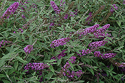 Flutterby Petite Dark Pink Butterfly Bush (Buddleia davidii 'Podaras 10') at Lakeshore Garden Centres