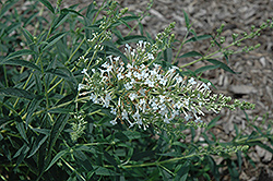 Flutterby Petite Snow White Butterfly Bush (Buddleia davidii 'Podaras 15') at Lakeshore Garden Centres