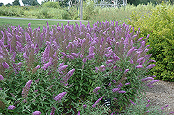 Flutterby Pink Butterfly Bush (Buddleia davidii 'Podaras 9') at Lakeshore Garden Centres