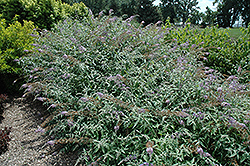 Flutterby Grande Peach Cobbler Butterfly Bush (Buddleia davidii 'Podaras 5') at Lakeshore Garden Centres