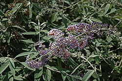 Flutterby Grande Peach Cobbler Butterfly Bush (Buddleia davidii 'Podaras 5') at Lakeshore Garden Centres