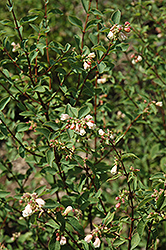 Magical Avalanche Coralberry (Symphoricarpos x doorenbosii 'Kolmava') at Lakeshore Garden Centres