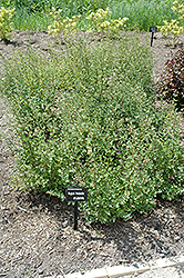 Magical Avalanche Coralberry (Symphoricarpos x doorenbosii 'Kolmava') at Lakeshore Garden Centres