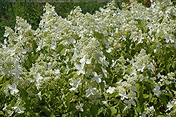 Honeycomb Hydrangea (Hydrangea paniculata 'Levana') at Lakeshore Garden Centres