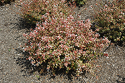 Sunshine Daydream Abelia (Abelia x grandiflora 'Abelops') at Lakeshore Garden Centres