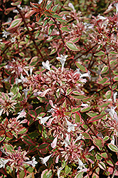 Sunshine Daydream Abelia (Abelia x grandiflora 'Abelops') at Lakeshore Garden Centres