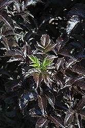 Black Tower Elder (Sambucus nigra 'Eiffel01') at Peter Knippel Garden Centre