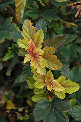 Gumdrop Caramel Candy Ninebark (Physocarpus opulifolius 'Podaras 2') at Lakeshore Garden Centres